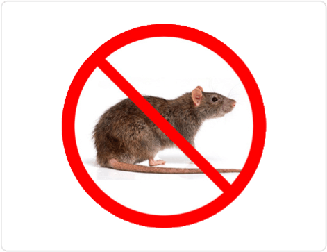 Rodents Stop Los Angeles & Southern CA Rodent Control Service