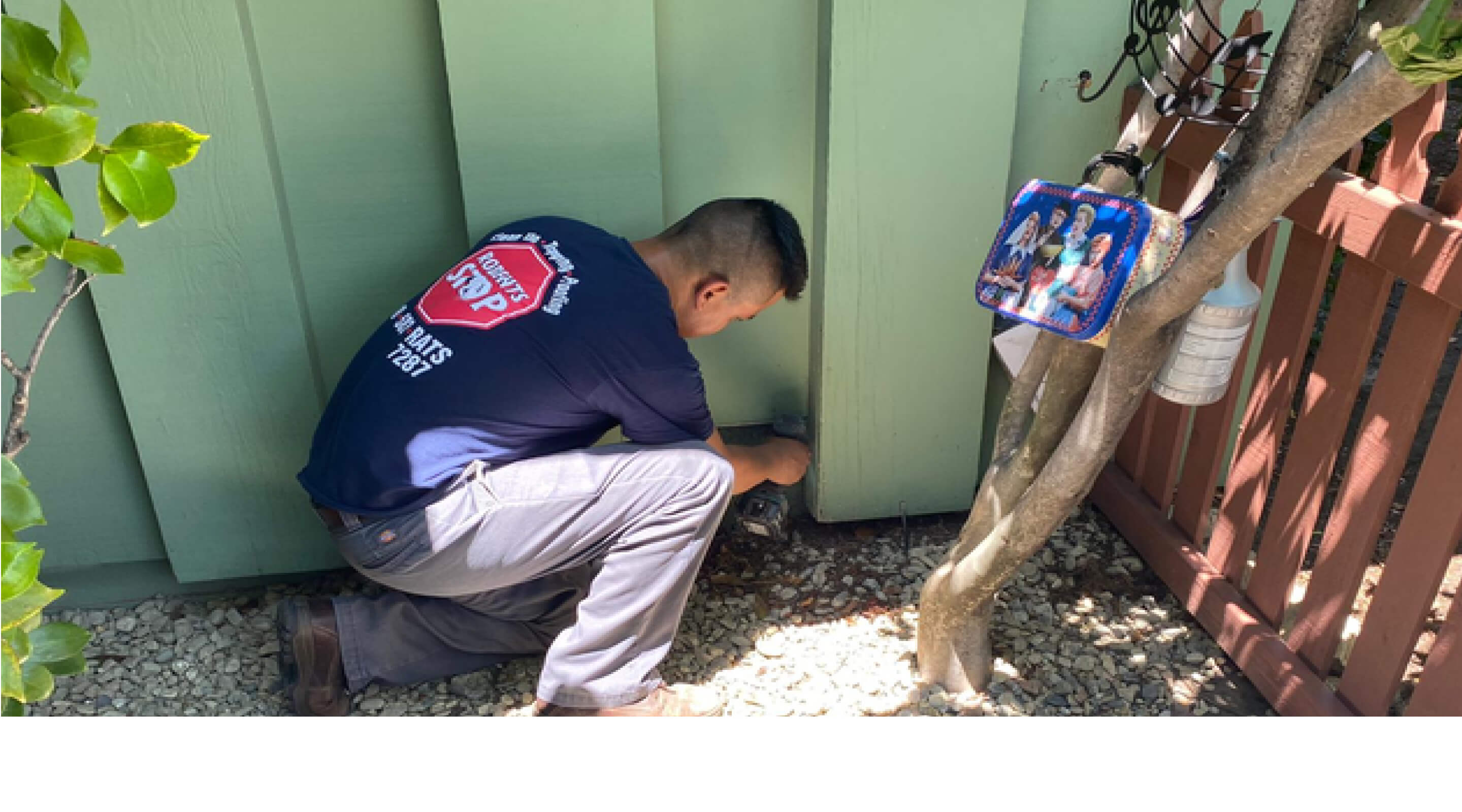 rodent proofing rodents-services