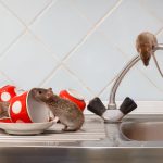 keep-rodents-out-of-your-home