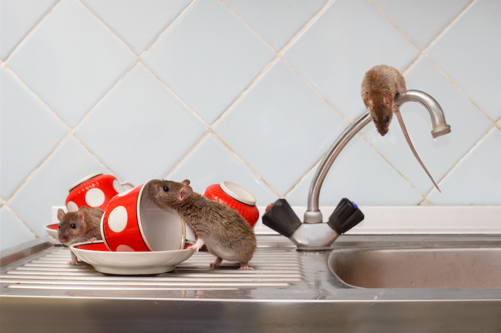 5 Step Solution to Get Rid of Rodents Like Mice and Rats in Your Attic for  Good!! 