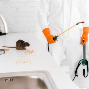 Pest control specialist with spray kit targets rat on kitchen counter with scattered grains.
