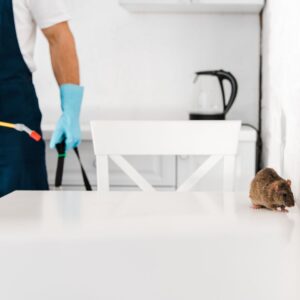 Pest control expert handling rodent problem in kitchen, mouse on white table.