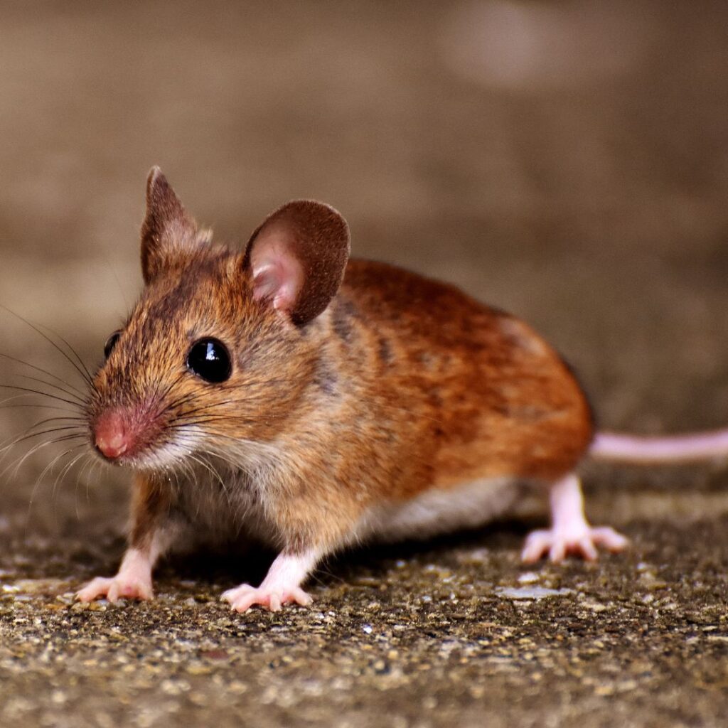 Mice control