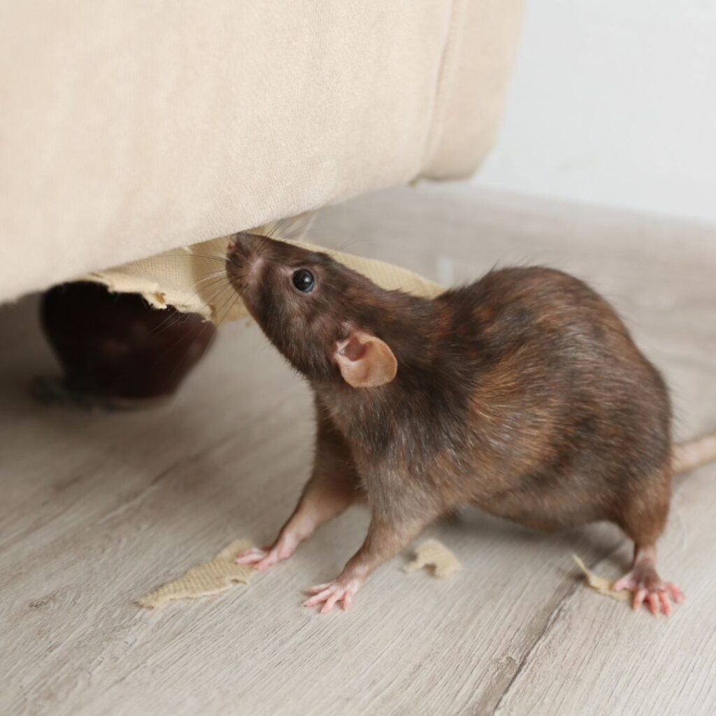 Mice control